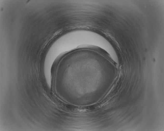 X0000083640260200703051708