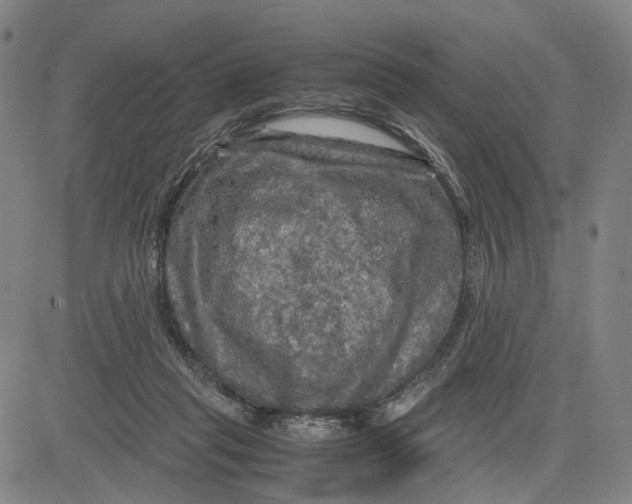 X0000083640261200703051708