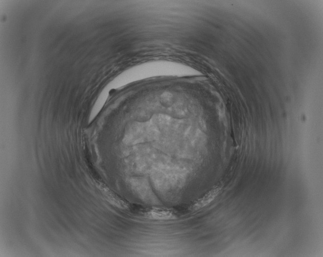 X0000083640270200703051708