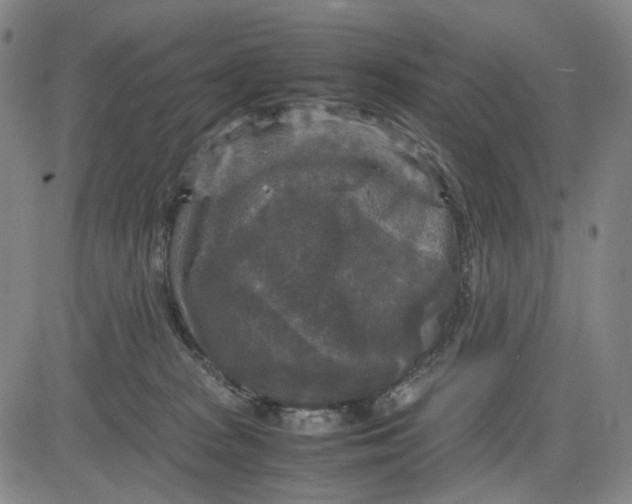 X0000083640277200703051708