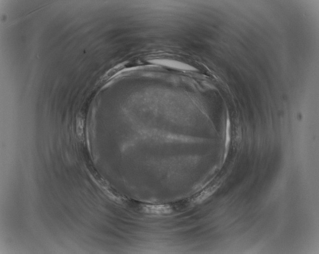 X0000083640281200703051708