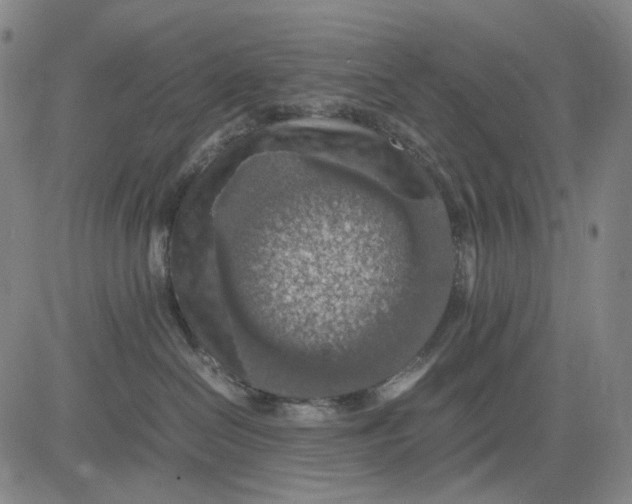 X0000083640286200703051708