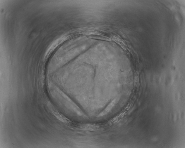 X0000083640293200703051708