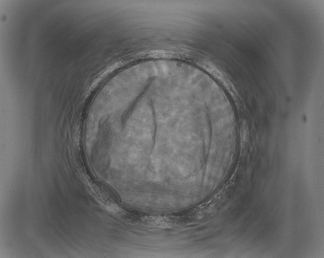 X0000083640297200703051708