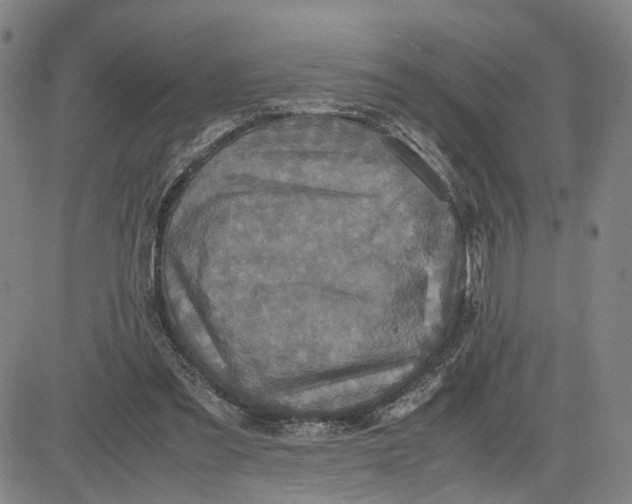 X0000083640301200703051707