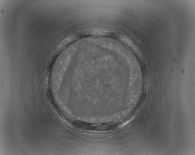 X0000083640309200703051707