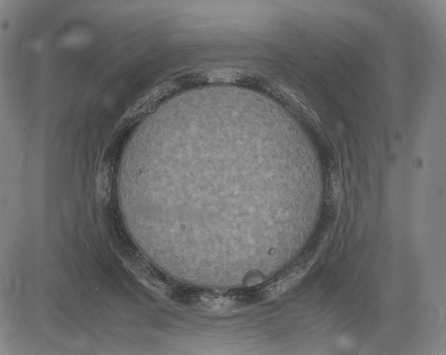 X0000083640311200703051707