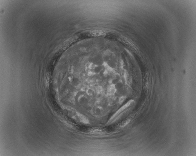 X0000083640315200703051707