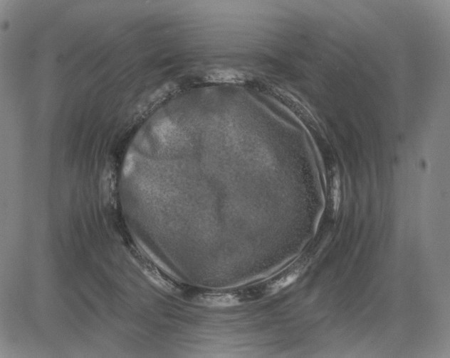 X0000083640322200703051707