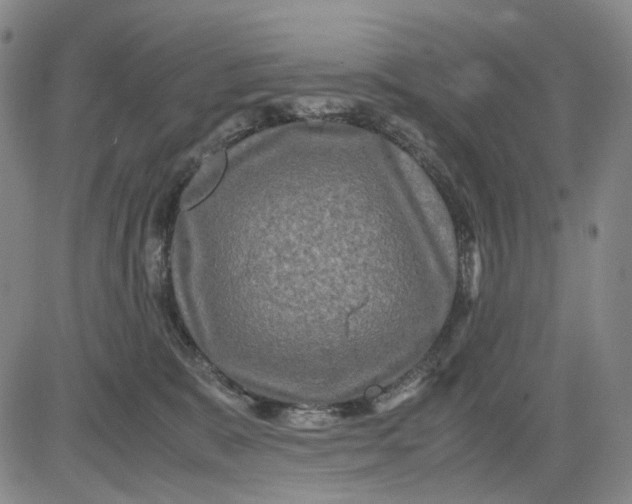 X0000083640327200703051707