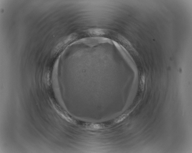 X0000083640330200703051707