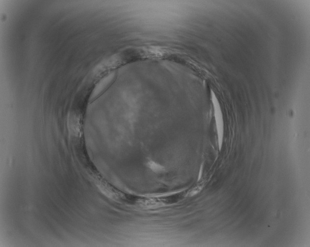 X0000083640331200703051707