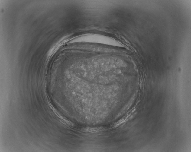 X0000083640341200703051706