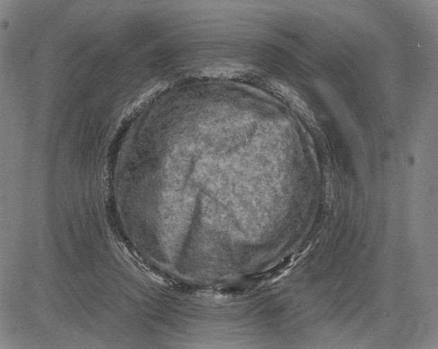 X0000083640354200703051706