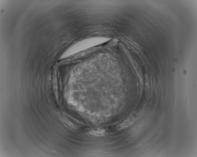 X0000083640369200703051707