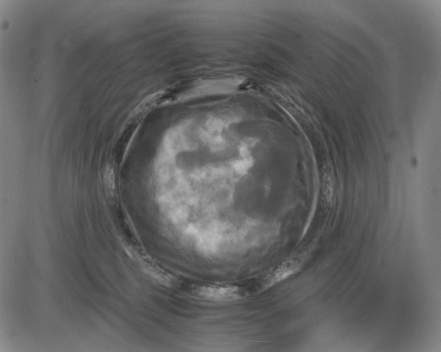 X0000083640375200703051707