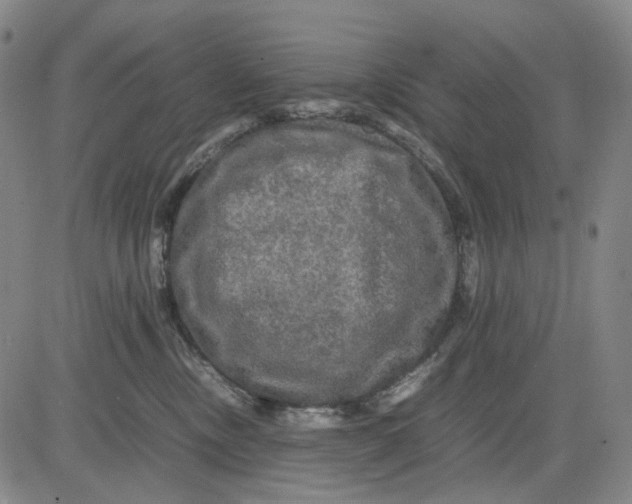 X0000083640378200703051707