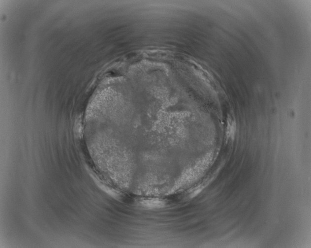 X0000083640383200703051707