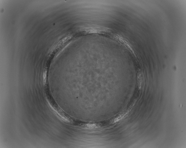 X0000083640406200703051706