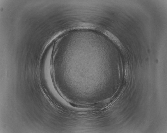 X0000083640436200703051705