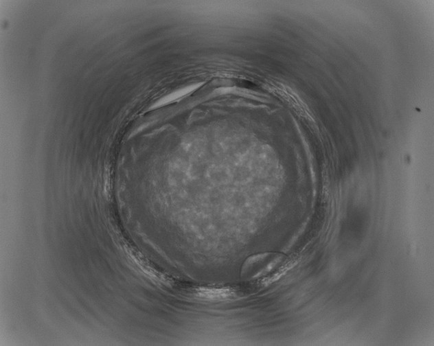 X0000083640457200703051705