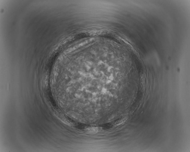 X0000083640499200703051704