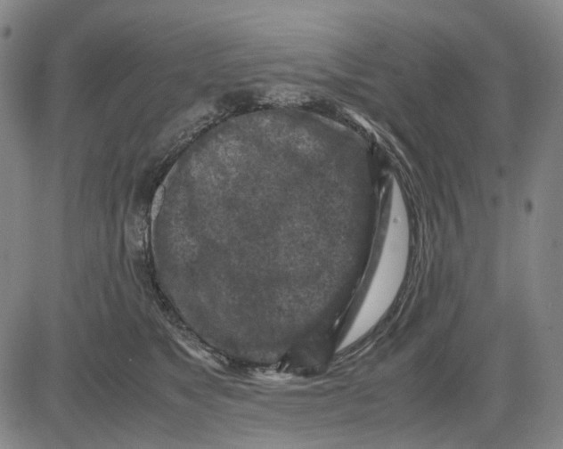 X0000083640517200703051704