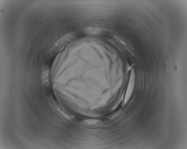 X0000083640526200703051704