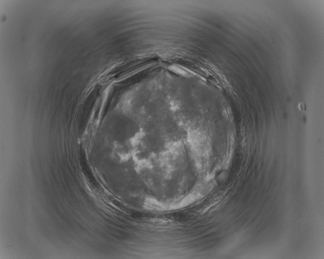 X0000083640542200703051703