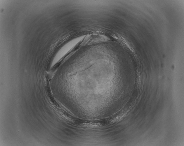 X0000083640545200703051703