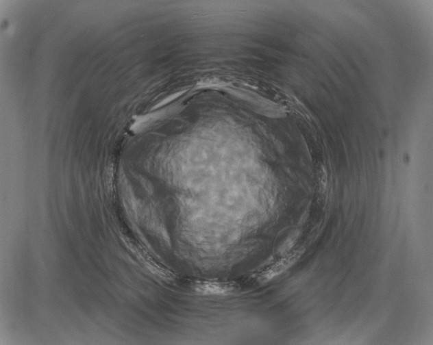 X0000083640565200703051703