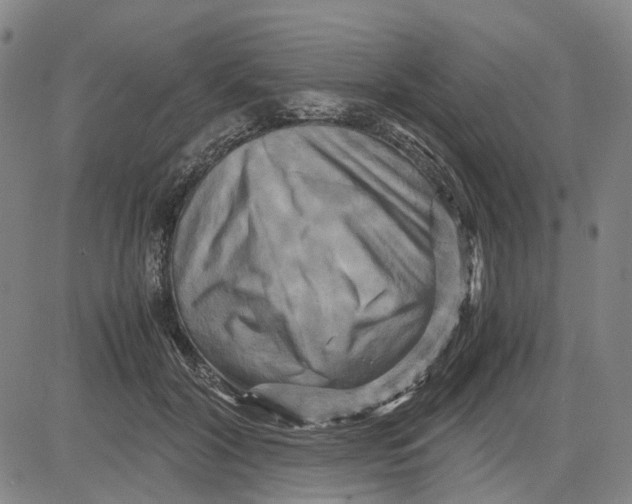 X0000083640604200703051702