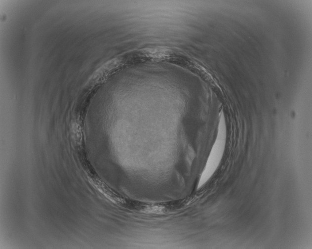 X0000083640609200703051702