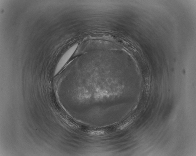 X0000083640653200703051702
