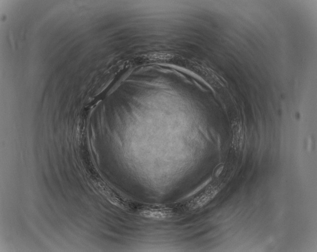X0000083640655200703051702