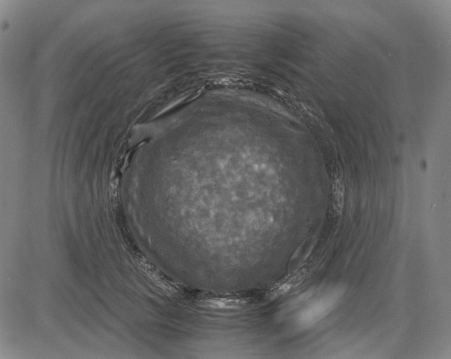 X0000083640657200703051702