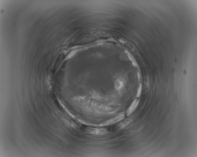 X0000083640663200703051702