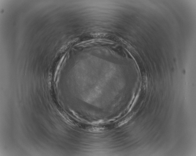 X0000083640664200703051702