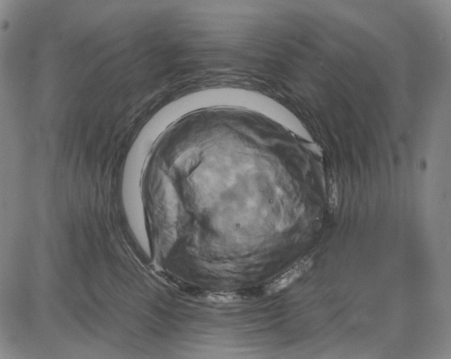 X0000083640666200703051702