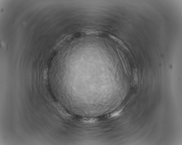 X0000083640667200703051702