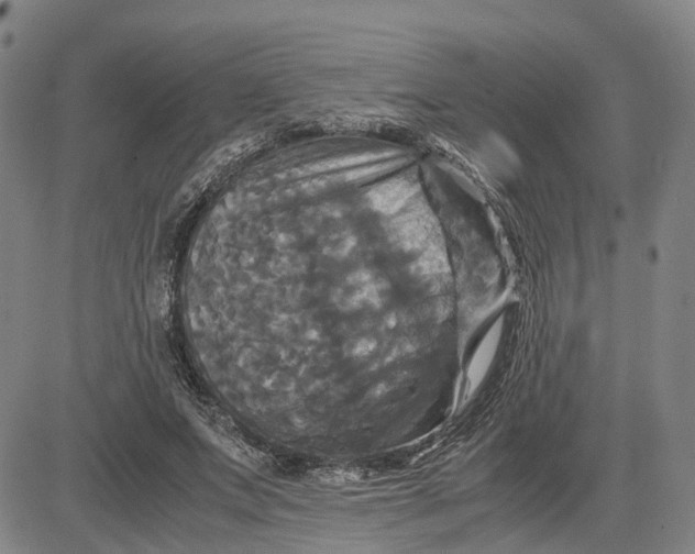 X0000083640687200703051701