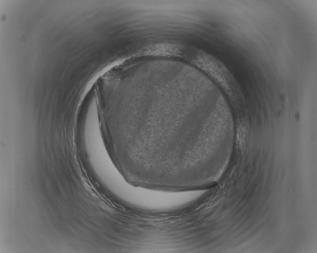 X0000083640724200703051700