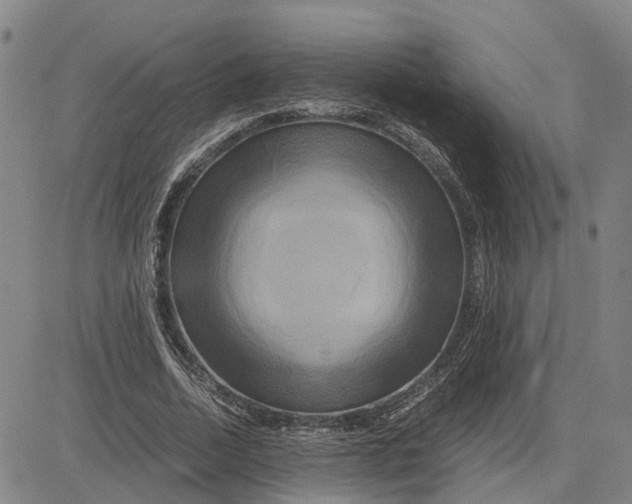 X0000083640730200703051700