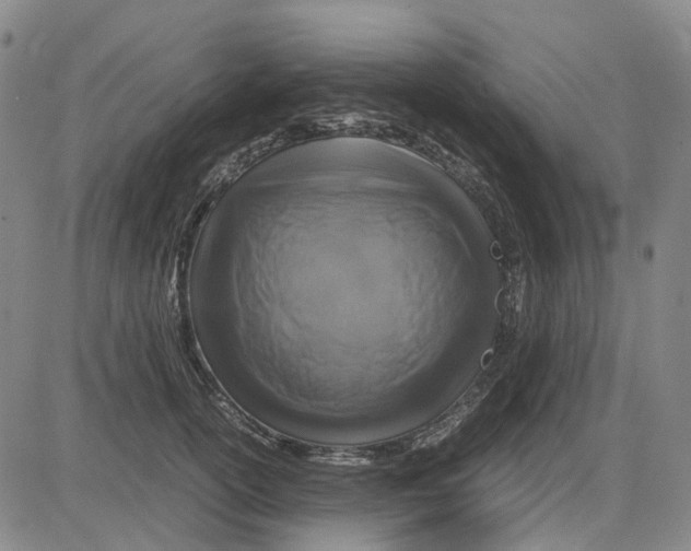 X0000083640754200703051700