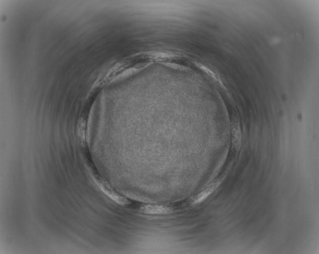 X0000083640766200703051700
