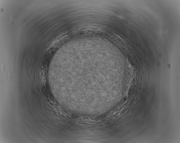 X0000083640774200703051700