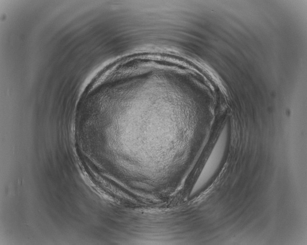 X0000083640896200703051658