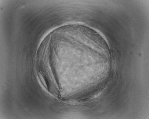 X0000083640911200703051657