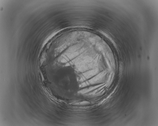 X0000083640925200703051657