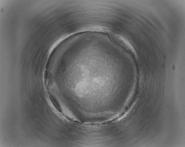 X0000083640944200703051657